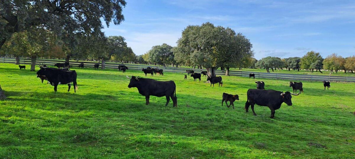 ASAJA Valladolid y Ávila rechazan de forma tajante las llamadas “proteínas alternativas” y defienden la carne como fuente insustituible de alimento