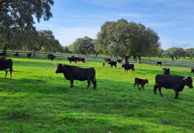 ASAJA Valladolid y Ávila rechazan de forma tajante las llamadas “proteínas alternativas” y defienden la carne como fuente insustituible de alimento