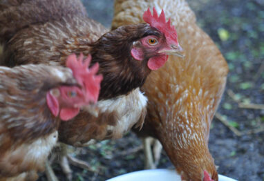 La Junta activa el protocolo de control ante la detección de un foco de Influenza Aviar en una explotación avícola de Olmedo