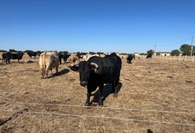 La Junta convoca ayudas por valor de 2 millones de euros para que los ganaderos de extensivo realicen inversiones en infraestructuras dentro de sus explotaciones