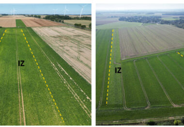 La división de azúcar de Südzucker y Fertiberia se alían para descarbonizar la producción europea de remolacha azucarera
