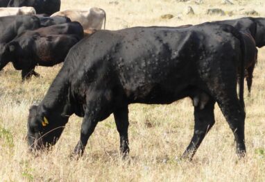 UCCL exige a la Consejería de Agricultura ejerza más presión sobre el Ministerio para que autorice la vacunación inmediata de toda la cabaña ganadera bovina contra la Dermatosis