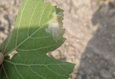 Expertos y viticultores analizarán en Agrovid las claves para la prevención del mildiu en vid