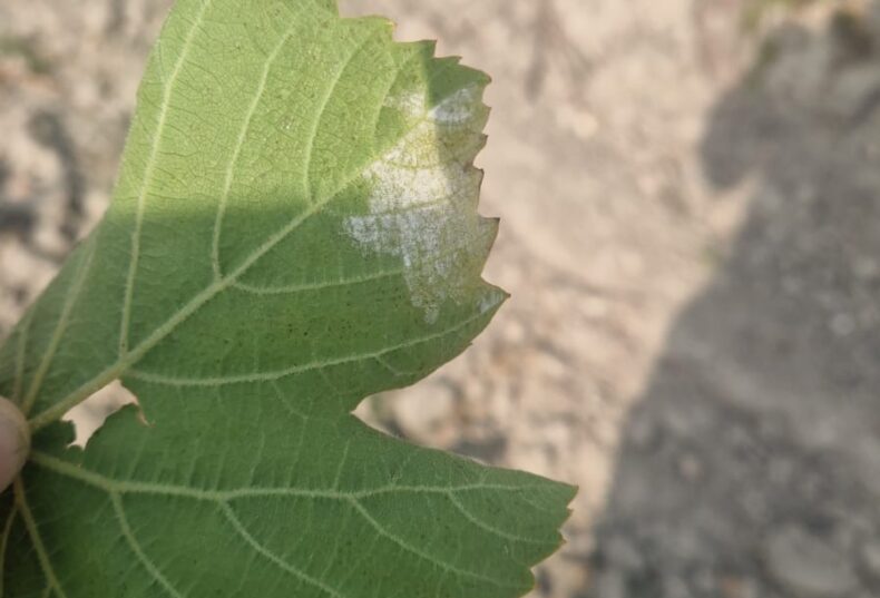 Expertos y viticultores analizarán en Agrovid las claves para la prevención del mildiu en vid