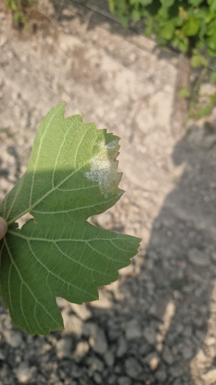 Expertos y viticultores analizarán en Agrovid las claves para la prevención del mildiu en vid