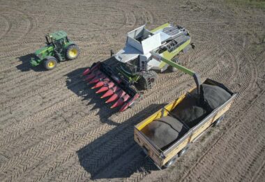 Lidea vuelve a posicionarse como referente con la gama de girasol más productiva y consolidada de España