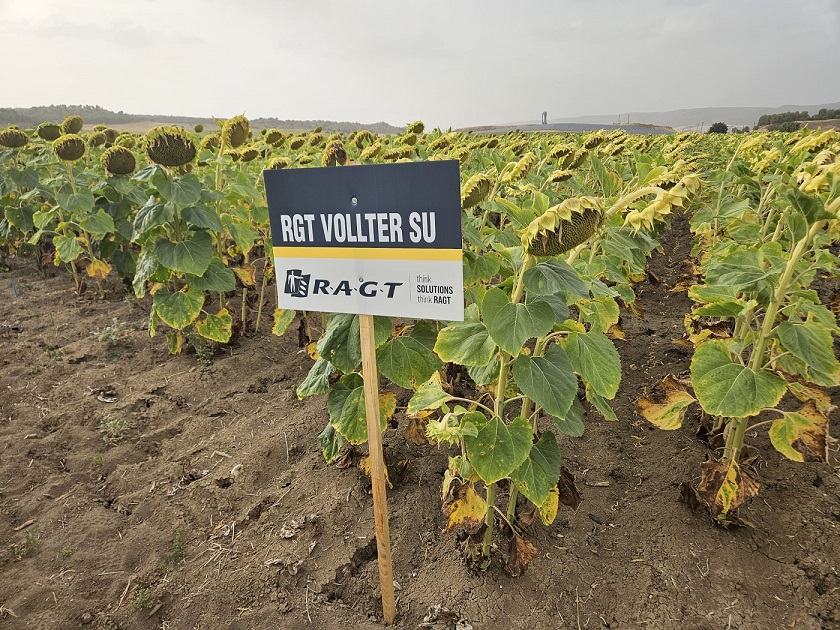 El girasol, equilibro prefecto entre rentabilidad y sostenibilidad