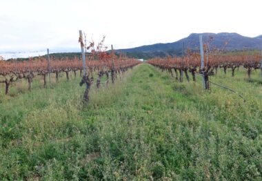 El MAPA y AEACSV inician un nuevo convenio formativo con un curso en La Rioja sobre cubiertas vegetales en viña y un webinar de cubiertas vegetales en secano